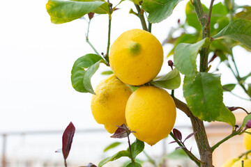 Large juicy yellow lemons on green branches, close-up, home garden, gardening, fruit cultivation