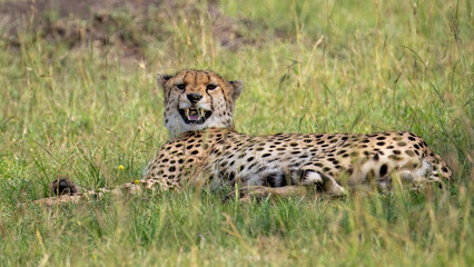 cheetah in the savannah © Jonas