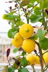Large juicy yellow lemons on green branches, close-up, home garden, gardening, fruit cultivation