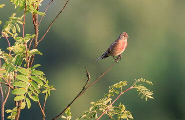 Common Linnet(Linaria canabina) perching