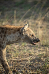 spotted hyena in the savannah