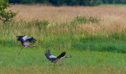 Obraz premium Take off cranes in springtime field