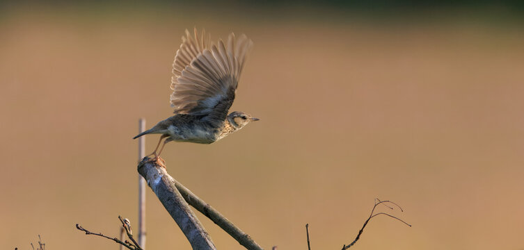 Eurasian skylark (Alauda arvensis) starting to fly