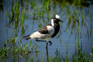 great crested grebe