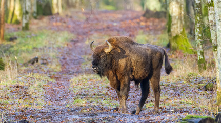 European Bison(Bison bonasus) male