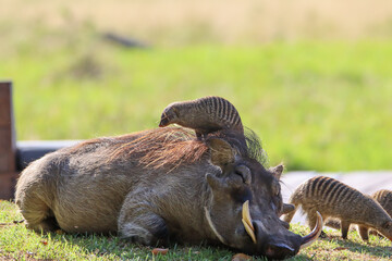 Best friends - warthog and mongoose