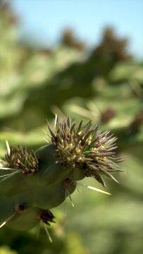 Slow motion, Closeup, green cactus, detail of the thorns, on a sunny day.
