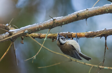  European crested tit(Lophophanes cristatus) and sparrow © Aleksander Bolbot