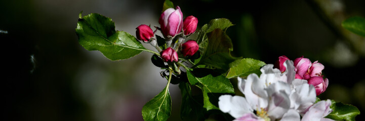 Wunderschön leuchtende Apfelblüten vom e als Pfingstbanner mit viel Textfreiraum vor dunkler Hintergrund Fläche