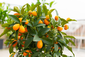 Orange ripe juicy kumquat fruits on a green bush, close-up