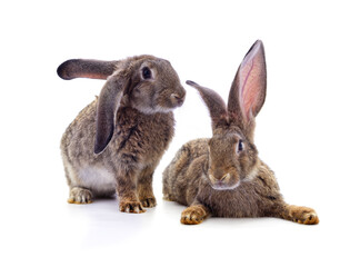 Two gray rabbits.