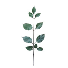 Ash leaves stand alone on a transparent background surrounded by emptiness