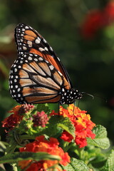 Monarch Butterfly