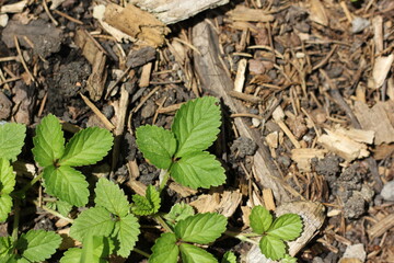 Strawberryplants growing on the ground.