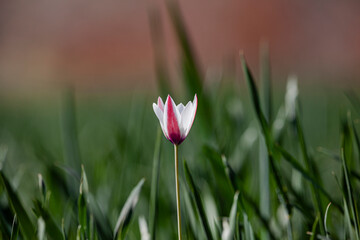 Tulipa clusiana