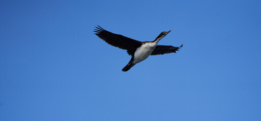 Imperial Shag Flies Overhead on a Clear Blue Sky