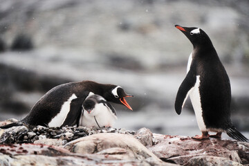 Momma Penguin Protects Her Chick from Others