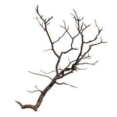 A tree branch stands alone isolated against a transparent background