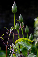 Tall Anemones in Lancashire Woodland, England 