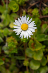 Fototapeta premium Daisy in Lancashire Woodland