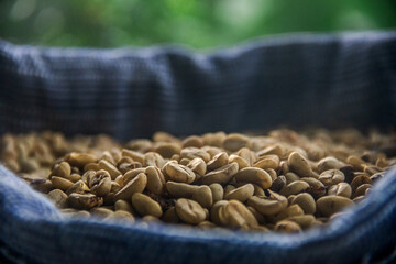 A close-up of many coffees peeled seeds in a blue handmade wool bag with a forest background