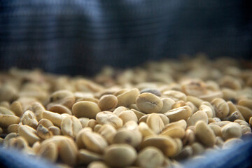 A close-up of many coffees peeled seeds in a blue handmade wool bag