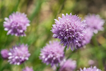 close up of blooming chives, in latin Allium schoenoprasum