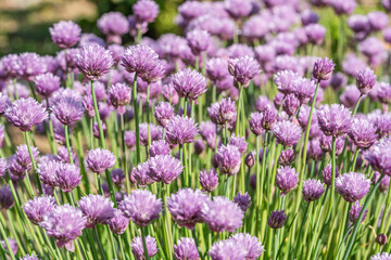 Obraz premium a small patch of blooming chives, in latin Allium schoenoprasum