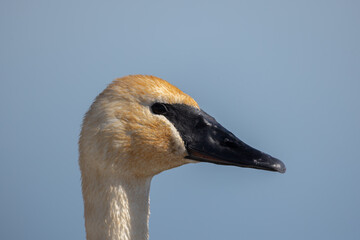 Trumpeter Swan closeup showing brown stain from habitat vegetation
