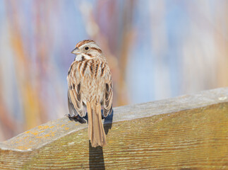 Song Sparrow on a wooden railing with spring background colors