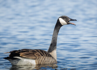 Closeup Canada Goose on water calling out in springtime
