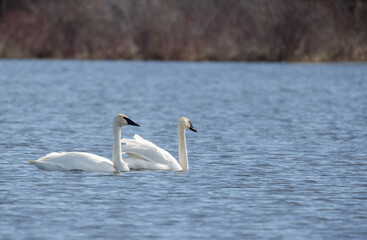 Trumpeter Swan couple on a blue pond in Simcoe County Ontario in spring