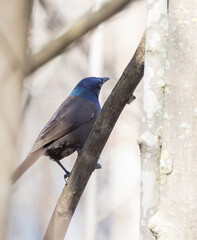 Common Grackle perching on a branch in a wetland habitat in springtime in Ontario