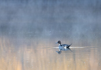 Male Northern Pintail duck in morning mist at the wetland in Minnesing Ontario - obrazy, fototapety, plakaty