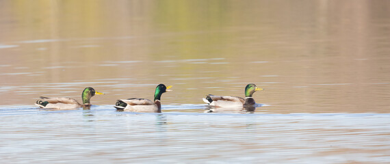 Three male Mallard ducks in a row on golden water in spring
