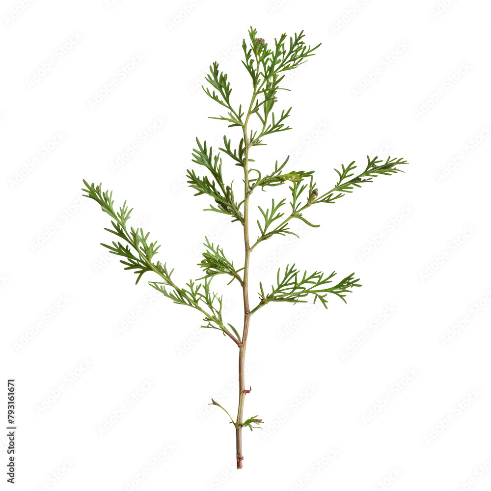 Wall mural a wormwood branch stands out against a transparent background isolated on transparent background - Wall murals