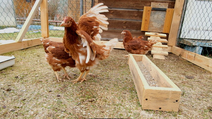 Chickens at the feeder. Red chickens on the farm.