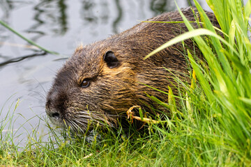 Nutria 36