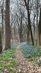 Path through Forest with Blooming Flowers in Spring