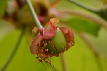 The transformation of cherry flowers into fruit; macro photo of the fruit in formation (tail,...