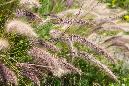 Hierbas colas de plumas en Tenerife, islas Canarias