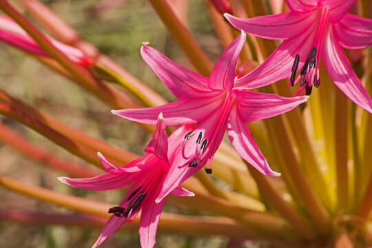 Nerine laticoma flowers 15339