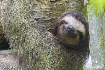 Obraz premium Close up of a Sloth