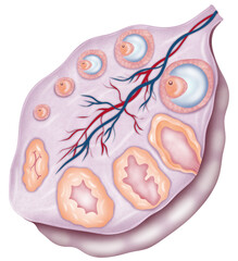 ovaries produce eggs and hormones for menstruation and pregnancy. They are found on either side of the uterus. 