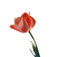 A stunning tulip basking in the sunlight in a garden set against a transparent background