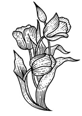 Tulip flowers sketch engraving PNG illustration. Scratch board style imitation. Hand drawn image.