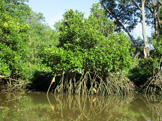 mangrove roots reflected in placid water