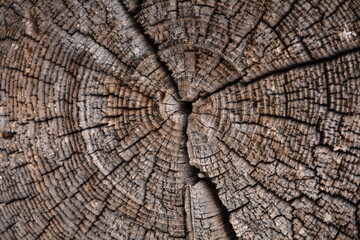 Fototapeta premium Old wood texture