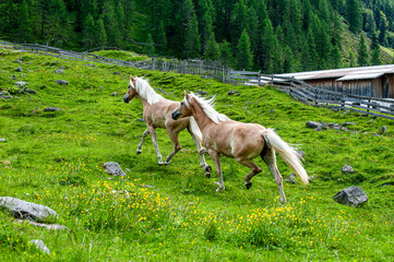 Haflinger - Pferde in der freien Wildbahn auf einer Alm in den Tiroler Bergen im Galopp