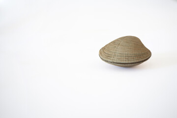 isolated clam on a white background